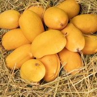 [Hot Sale] Premium Verse Mango's van Dong Thap, Vietnam. Zoetste smaak, gouden vruchtvlees, 45 dagen houdbaar, 100% natuurlijk.