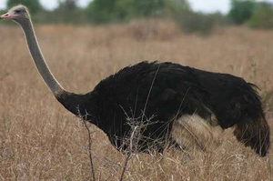South <b>African</b> Black-necked Ostrich Breeding Birds NMF (PVT) LTD Brand Long Shelf Life for Bulk Orders International Markets - Product Image 1