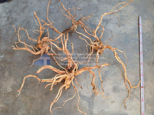 Producto Popular: Decoración Ecológica para Acuario en Forma de Árbol, de Acero Inoxidable, de Alta Calidad y Diseño Único - Product Image 6