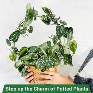 Terracotta Flower <b>Pot</b> with Circular <b>Black</b> Metal Trellis Stand <b>for</b> Indoor Ivy Green <b>Plant</b> - Product Image 4