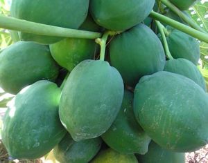 มะละกอแช่แข็ง100% ผลไม้สดเพื่อสุขภาพจากเวียดนาม - Product Image 5