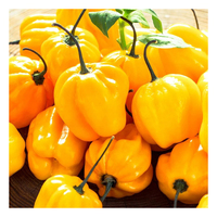 Exportklaar verse Habanero-peper met een hoog scherpteniveau voor industriële verwerking en voedingsmiddelen met toegevoegde waarde
