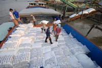 Riso all'ingrosso 25kg di riso per Pilaf Super secco gelsomino fragrante riso 5% vecchio raccolto spezzato | JANE LEE + 84968234538