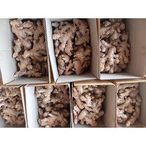 Vente en gros de tranches de gingembre lyophilisé Emballage en vrac en tonne de poudre de gingembre naturel Stockage à froid pour exportation au Vietnam - Product Image 4