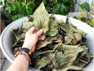 Vente chaude Bonne Qualité Naturel Séché Pur Séché Piper Betel feuilles/Feuilles De Bétel Déshydratées Pour Les Soins De Santé - Product Image 5