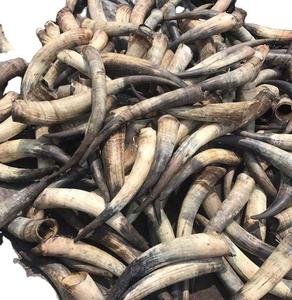 Vente en gros de cornes de vache naturelles brutes non polies, matériau de corne animale pour la fabrication artisanale, la sculpture et les projets d'artisanat - Product Image 5