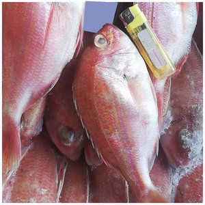 ปลาทะเลแช่แข็งคุณภาพเยี่ยม มีความต้องการสูง - Product Image 4