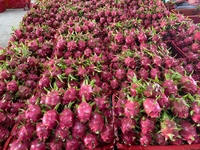 [Nieuwe 2025] Binh Thuan Rood Vel Rood Vlees Dragon Fruit Globalgap Standaard Zoete Sappige Smaak Voor Groothandelsimporteurs