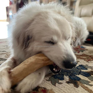 Jouet à mâcher en bois de café durable pour chiens, bâtonnets à mâcher sains pour animaux de compagnie, favorisent des habitudes de mâchage fortes pour toutes les races de chiens - Product Image 2