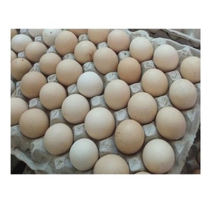 ไข่ไก่สดสีน้ำตาลคุณภาพดีที่สุดไข่ไก่สดสำหรับบริโภคราคาถูกไข่ไก่สดขายส่งแบบยกแพ็กไข่ไก่สีน้ำตาล - Product Image 5