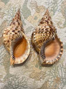 เครื่องดนตรีแตรทริทันทำมือคุณภาพสูงจากเปลือกหอยธรรมชาติ ขายส่งจำนวนมาก - Product Image 4