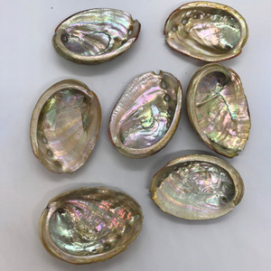 Raw <b>abalone</b> <b>shell</b> from Vietnam supplier lowest price sea <b>shells</b> wholesale seashell for making crafts - Product Image 6