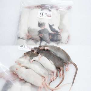 Rats congelés M2 51-60g, nourriture pour reptiles de qualité supérieure, vente en gros, sans salmonelle, nutrition bio-améliorée - Product Image 6