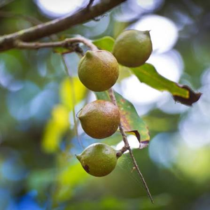 ผู้ผลิตเม็ดแมคคาเดเมียออร์แกนิกจากเวียดนาม – เม็ดเปลือกแข็งแบบลวก จำหน่ายส่งออกจำนวนมาก สำหรับผู้นำเข้าทั่วโลก - Product Image 5