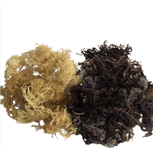 Matière première d'algues marines séchées en gros pour l'industrie agroalimentaire – Commande en gros, origine Vietnam, Offre Spéciale - Product Image 6