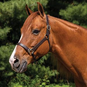 Cabestro de Cuero Genuino Premium para Caballo con Acolchado Suave, Ajustable y Duradero para Doma Clásica, Entrenamiento y Uso Diario - Product Image 2