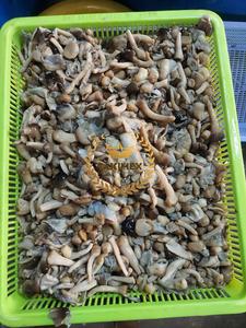 Seta de paja enlatada sabrosa de fábrica de Vietnam de precio competitivo entero pelado 3kg Takimex - Product Image 6