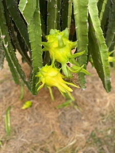 Dragon <span class=keywords><strong>Fruit</strong></span> Jaune Frais 100% Naturel Marque VIETFAP Grade A Qualité Export Disponible en OEM/ODM Boîte Carton 2kg/5kg/10kg - Product Image 4