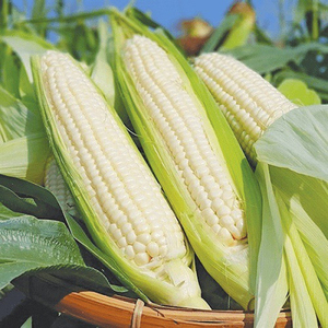 Maïs Blanc de Qualité Supérieure en Gros Prêt à Expédier – Qualité Alimentaire, Service OEM, Approvisionnement en Vrac, Meilleure Qualité pour l'Exportation - Product Image 4