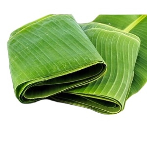 ราคาสุดคุ้มสำหรับการสั่งซื้อจำนวนมากของใบกล้วยเขียวเวียดนามสด (ธรรมชาติ 100%) สำหรับห่อเค้กและผัก - Product Image 1