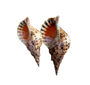 Coquille de cauris brun polie / Coquille de trompette naturelle polie par le fabricant, artisanat, décoration intérieure, souvenir de Noël, cadeau - Product Image 5