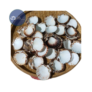 สินค้าขายดี |   เปลือกหอยขนาดเล็กสำหรับตกแต่งบ้าน สีเหลือง ขาว เขียว เงิน ขายส่งจากเวียดนาม - Product Image 1