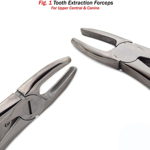 ฟันสกัดคีม Fig 1ฟันบนกลางด้านข้างเขี้ยว - Product Image 1