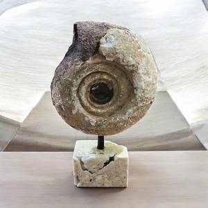 Spécimen minéral brut d'ammonite naturelle avec support en calcite, artisanat et objet de collection - Product Image 2