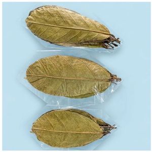 Feuilles de cacao écologiques YAMUNA 11-18 cm (4-7 pouces) pour aquarium, lot de 18 feuilles - Product Image 4