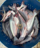 Filet de poisson pangasius surgelé Basa IQF 1kg Emballage en vrac certifié HALAL Origine vietnamienne TAKIMEX Grade a Seafood