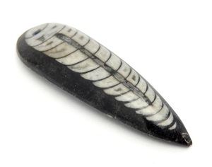 Top Drilled Orthoceras Long Pear Shape Teardrop Cabochon to make wire wrap pendant <b>locket</b> macrame jewelry - Product Image 5