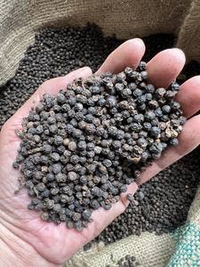 Pimienta Negra Premium en Grano 500GL 550GL 570GL 5MM ASTA CLEAN QUALITY ORIGEN VIETNAM GRANOS DE PIMIENTA SECOS PARA EXPORTACIÓN VENTA A GRANEL - Product Image 2