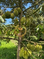 Vietnamese Bevroren Verse Iqf Durian Tropisch Fruit Koning Van Fruit Met Concurrerende Prijs Standaard Export