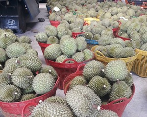 Durian Congelado - Proveedor Vietnamita de Alta Calidad, Entrega Rápida - Product Image 2