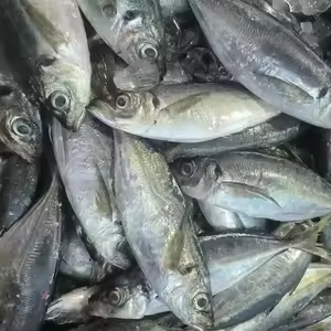 <span class=keywords><strong>ขาย</strong></span>ส่งปลาทอมสัน (<span class=keywords><strong>ปลา</strong></span>แมคเคอเรลแอฟริกัน) แช่แข็ง ขนาด 25 ซม. ขึ้นไป รา<span class=keywords><strong>คา</strong></span><span class=keywords><strong>ถูก</strong></span> เหมาะสำหรับทำอาหาร - Product Image 3