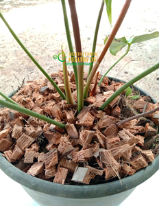 Cáscaras de Coco al por Mayor, Excelente Drenaje, Sustrato para Cultivo de Orquídeas y Aroides, Eco2go Vietnam - Product Image 6
