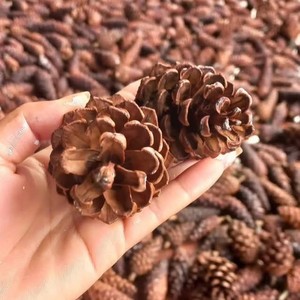 Piñas de Pino Naturales de Vietnam, Material Decorativo Botánico Seco para Coronas Navideñas, Adornos para Árboles, Decoración del Hogar, Manualidades y Eventos - Product Image 2