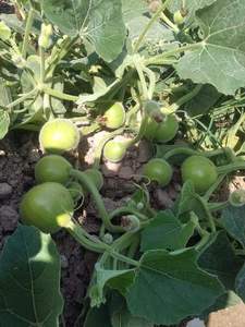 Semillas Híbridas de Calabaza Redonda F1, 99.99% de Pureza, 85% de Germinación, Origen Pakistán, Moon Star, Vida Útil de 2 Años - Product Image 4