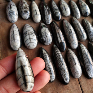 Cabujón Único de Orthoceras, Piedra Natural de Concha, Gema |   Piedra en Forma de Pera Pulida a Mano para Joyería, Venta al por Mayor en India - Product Image 1