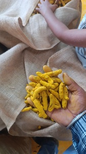 Cúrcuma Natural de Primera Calidad en Rodajas para Curcumina, Especia Seca para Procesamiento de Alimentos y Uso Herbal, Disponible al Mejor Precio - Product Image 2