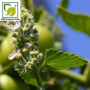 Huile de Catnip de Haute Qualité, Huile Essentielle de Nepeta Cataria Distillée à la Vapeur, Extrait Végétal pour Applications Parfumées et Soins Personnels - Product Image 3