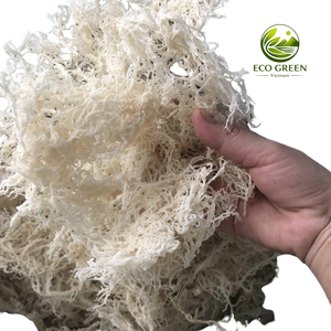 Ocean Harvest, Musgo Marino Natural Seco, Superalimento Crudo de Primera Calidad para Gel, Smoothie, Bebida Detox e Ingrediente Saludable - Product Image 2