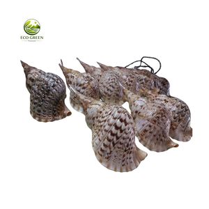 Coquille de conque naturelle (Lambis Lambis) écologique, moderne, rustique, pour bricolage - Product Image 4