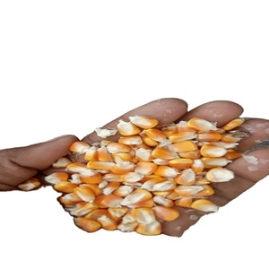 Maíz amarillo para alimentación animal a granel cantidad disponible para la venta - Product Image 2