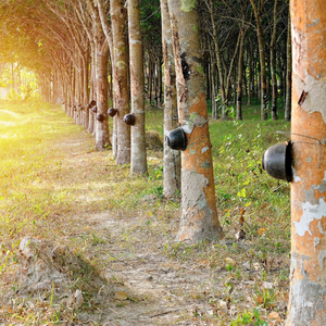 Látex de Caucho Natural 100% Natural, Grado Alimenticio, para Moldeo, Guantes, Colchones, Hilo, Alta Calidad, Directo de Fábrica en Vietnam - Product Image 2