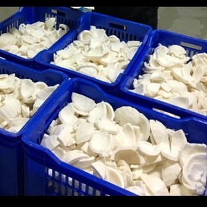 Viande de noix de coco congelée de qualité supérieure, issue de jeunes noix de coco fraîches, en forme de cube entier, de moitié ou en morceaux - Product Image 6