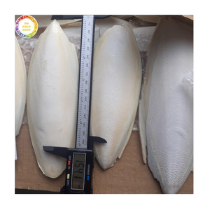 Hueso de Sepia Seco al Sol Natural para Suplementos de Aves y Salud de Reptiles, Material Crudo Marino Rico en Calcio para Exportación - Product Image 1