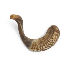 Shofar Auténtico de Cuerno de Carnero, Cuerno de Oración Judío para Festividades, Shofar Tradicional Kosher de Cuerno de Carnero con Acabado Completo por Curio Craft - Product Image 1