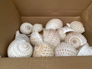 เปลือกหอยขัดเงาออร์แกนิคขนาดเล็ก ตกแต่งงานฝีมือ DIY สำหรับตกแต่งบ้านพักตากอากาศริมชายหาด งานแต่งงาน-CARYLN - Product Image 4