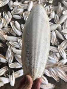 HOT DEAL 2024/ TOP EXPORTATION DES OS DE SEICHE MEILLEUR PRIX DU VIET NAM - Product Image 2